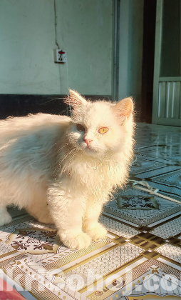 Persian cat